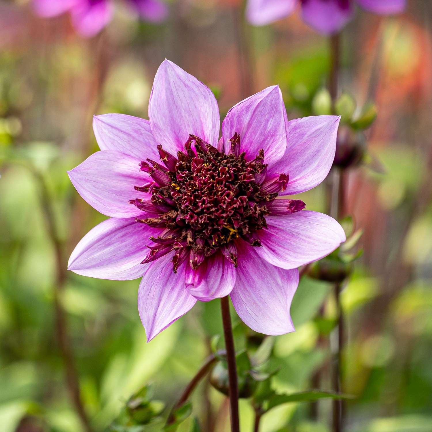Dahlie 'Blue Bayou'